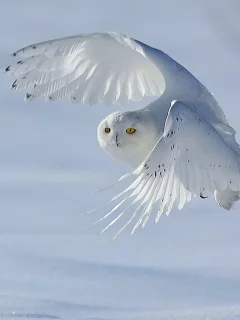 Фон, снег, белый, птица, полярная сова.