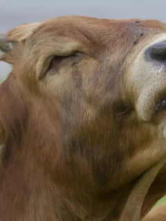 бык, голова, ревёт, язык, зовёт