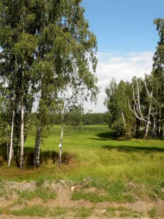 пейзаж, природа, берёзы, поле