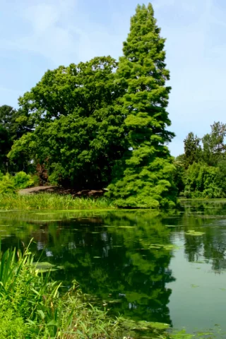 лес, пруд, трава