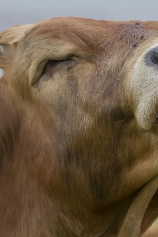 бык, голова, ревёт, язык, зовёт