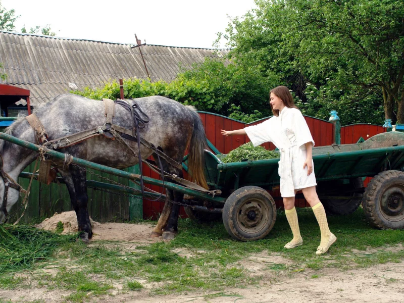 улица, лошадь, девушка