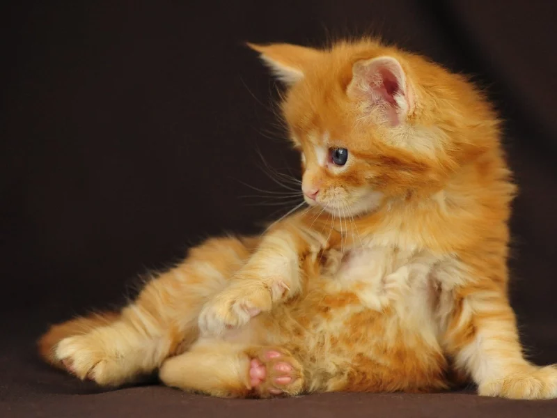 котенок, рыжий, мейн кун, сидит