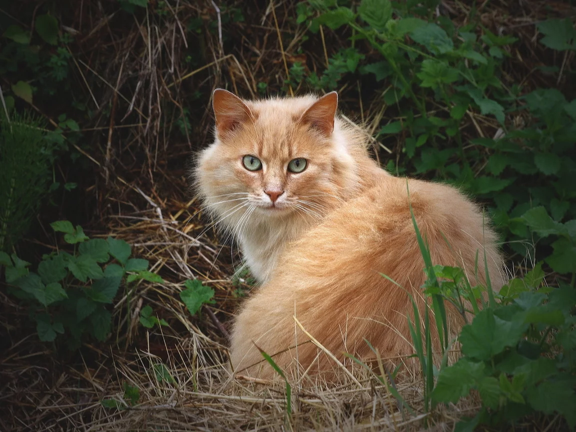 трава, рыжий, пушистый, кошка, кот, взгляд