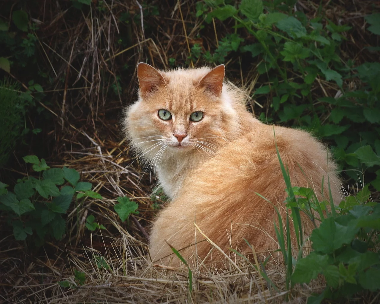 трава, рыжий, пушистый, кошка, кот, взгляд