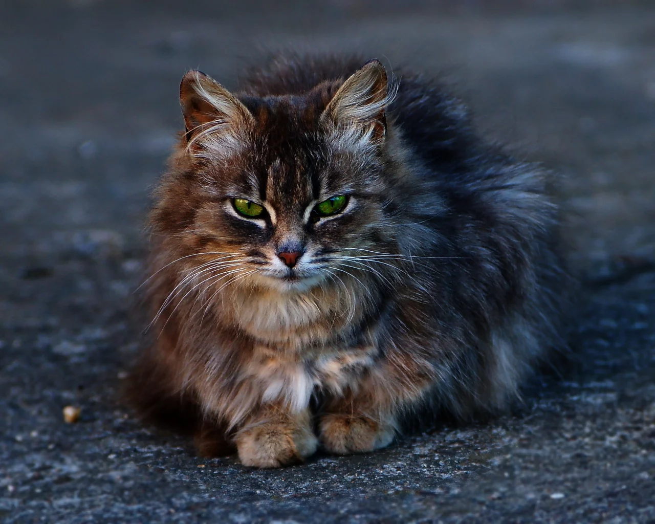 серый кот, кошка, глаза, цвет, зелёные