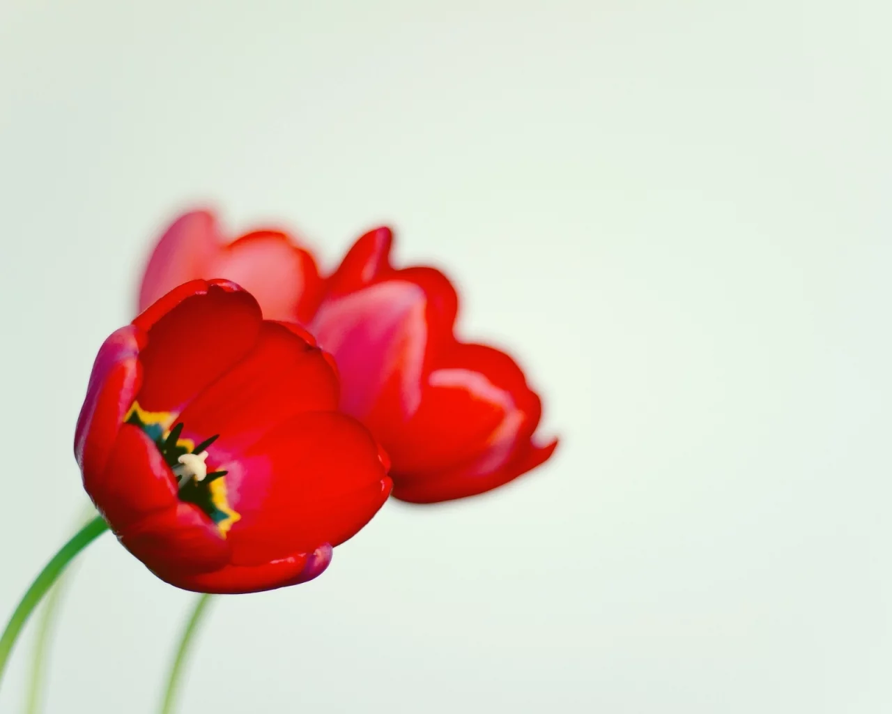 мак, черный, цветочек, белый, цветы, фон, poppy, красный