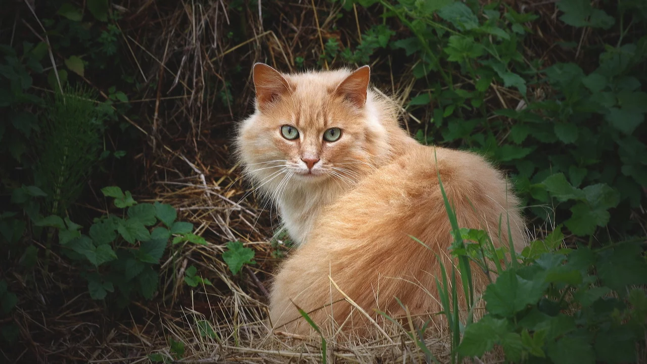 трава, рыжий, пушистый, кошка, кот, взгляд
