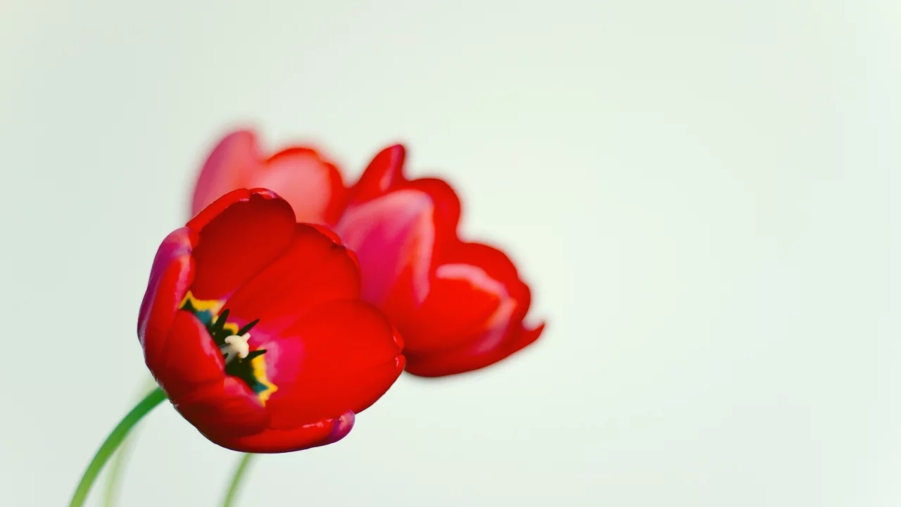 мак, черный, цветочек, белый, цветы, фон, poppy, красный