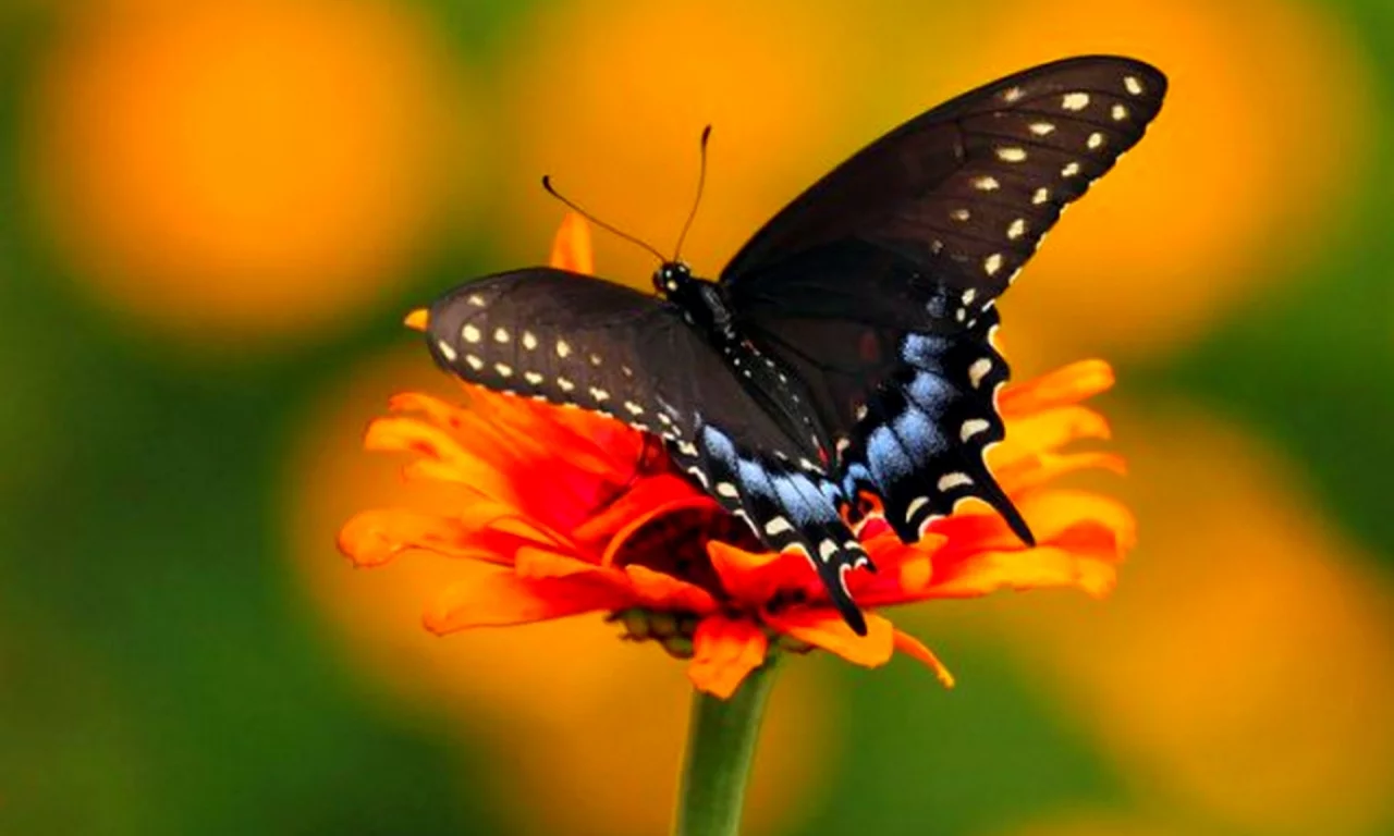 бабочка, природа, Spicebush Swallowtail (Махаон)