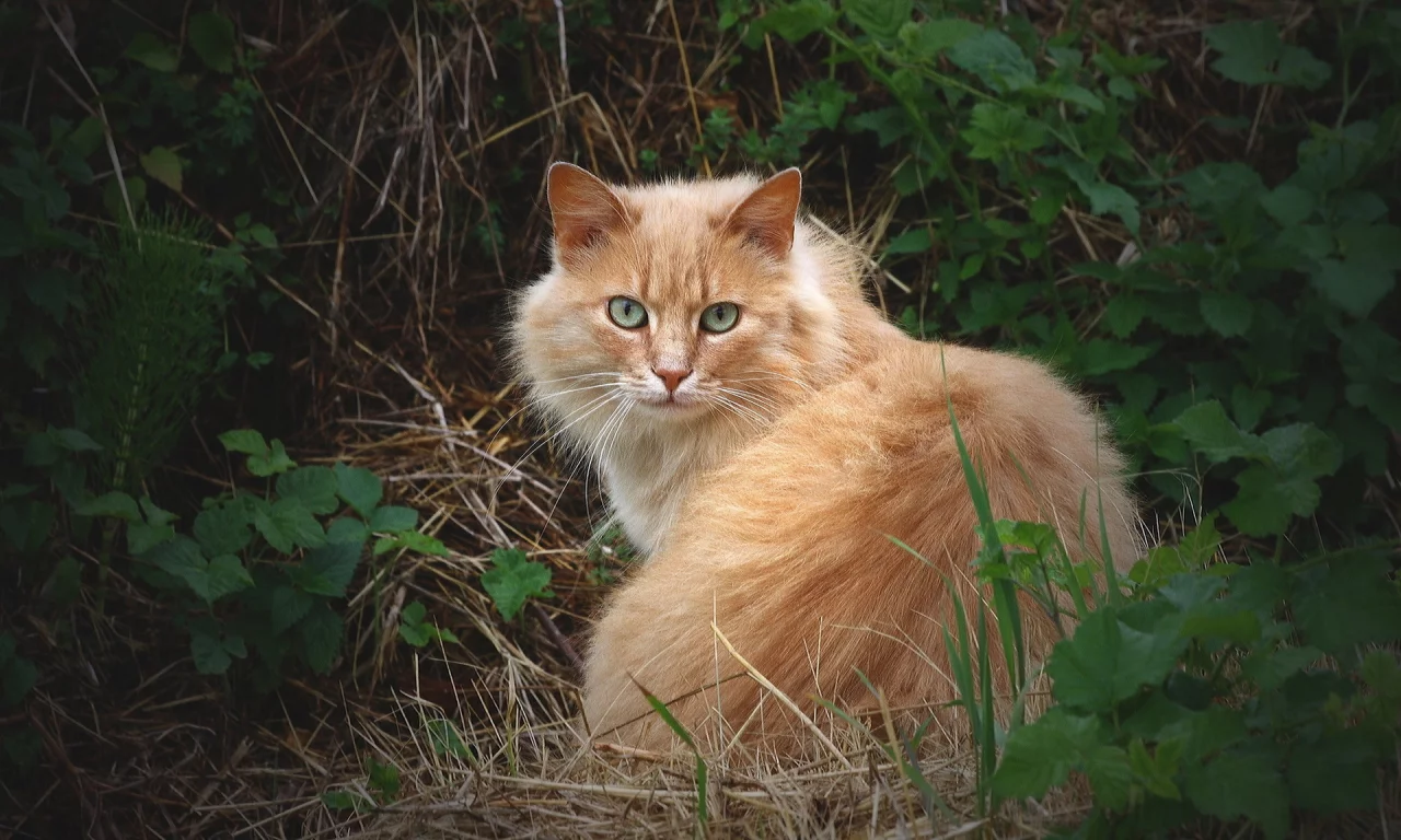 трава, рыжий, пушистый, кошка, кот, взгляд