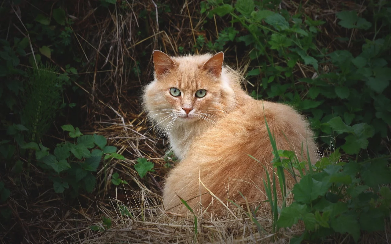 трава, рыжий, пушистый, кошка, кот, взгляд