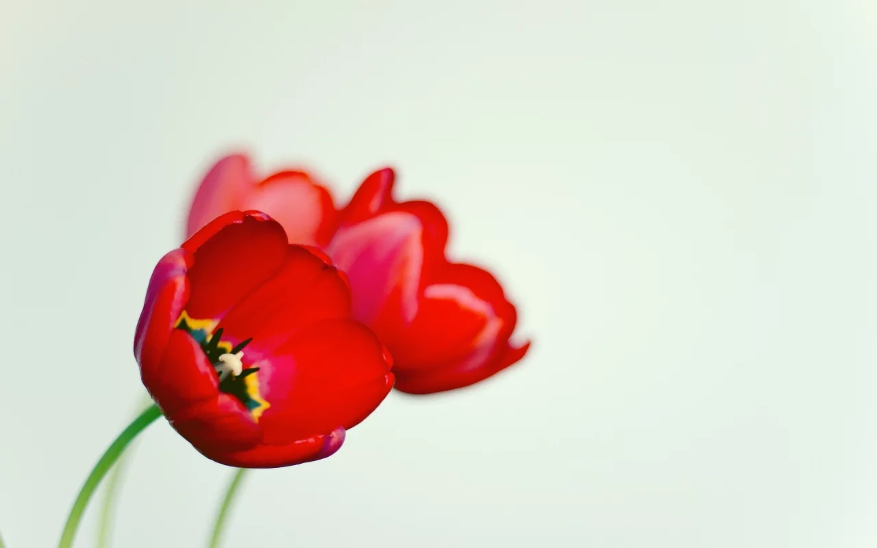 мак, черный, цветочек, белый, цветы, фон, poppy, красный