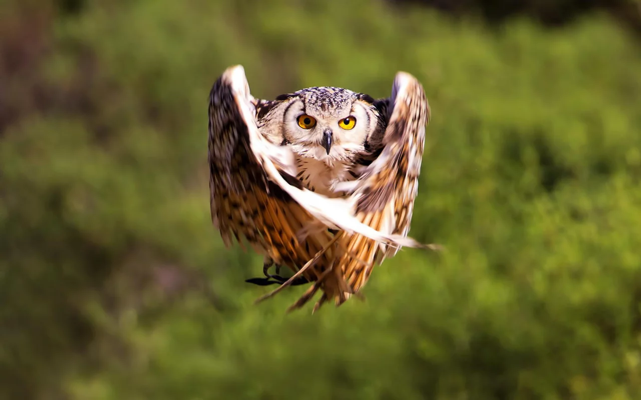 bird, крылья, полет, размытость, owl, птица, сова