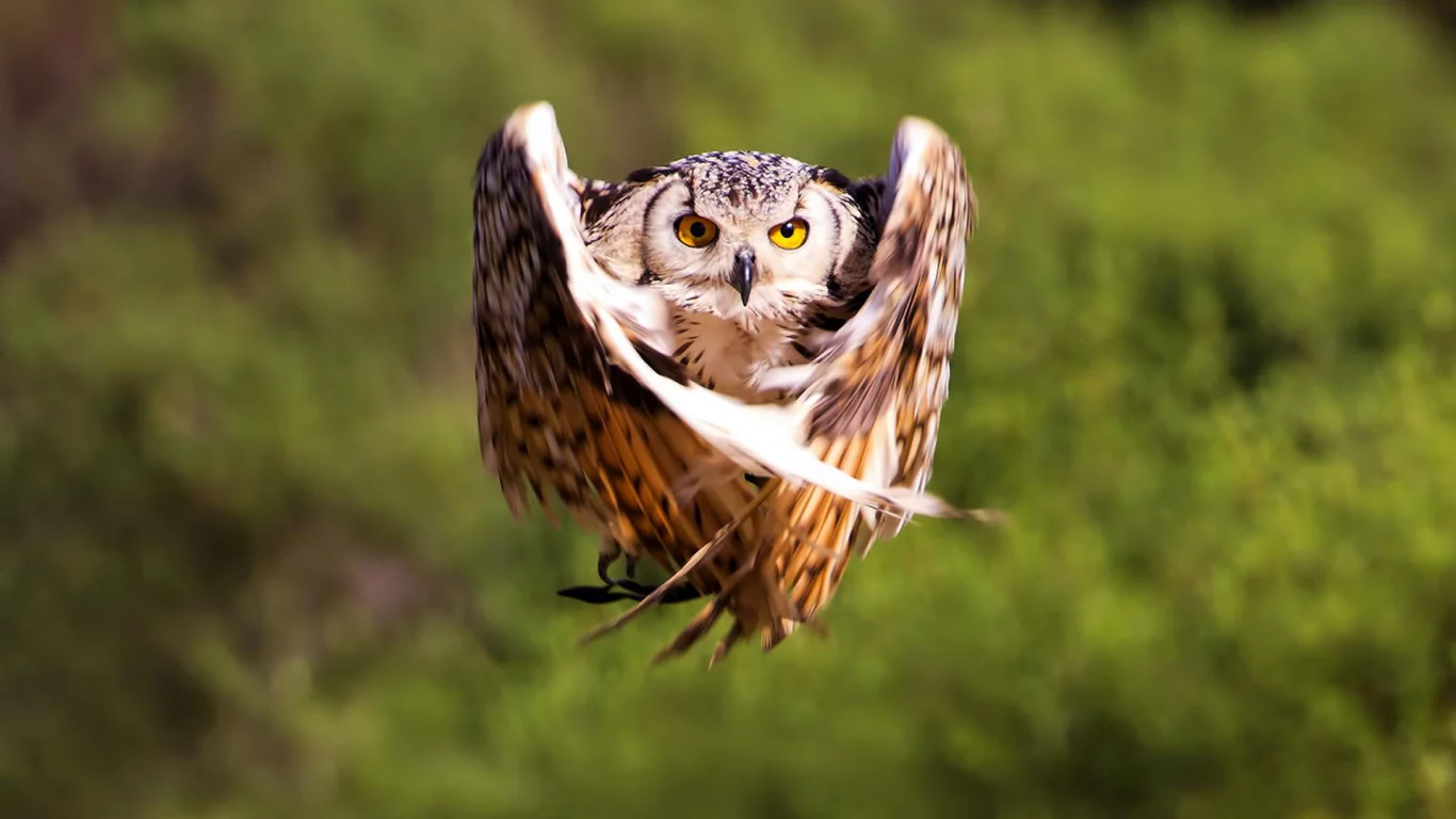 bird, крылья, полет, размытость, owl, птица, сова