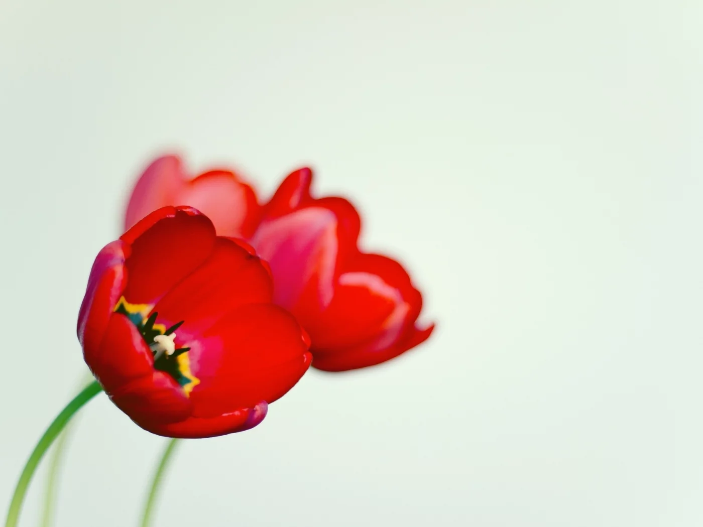мак, черный, цветочек, белый, цветы, фон, poppy, красный