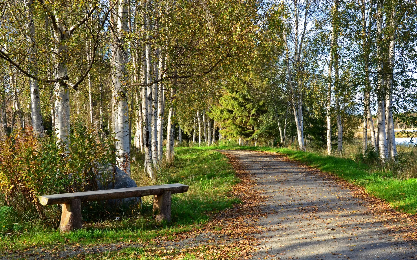 парки, березы, тропа, скамейка