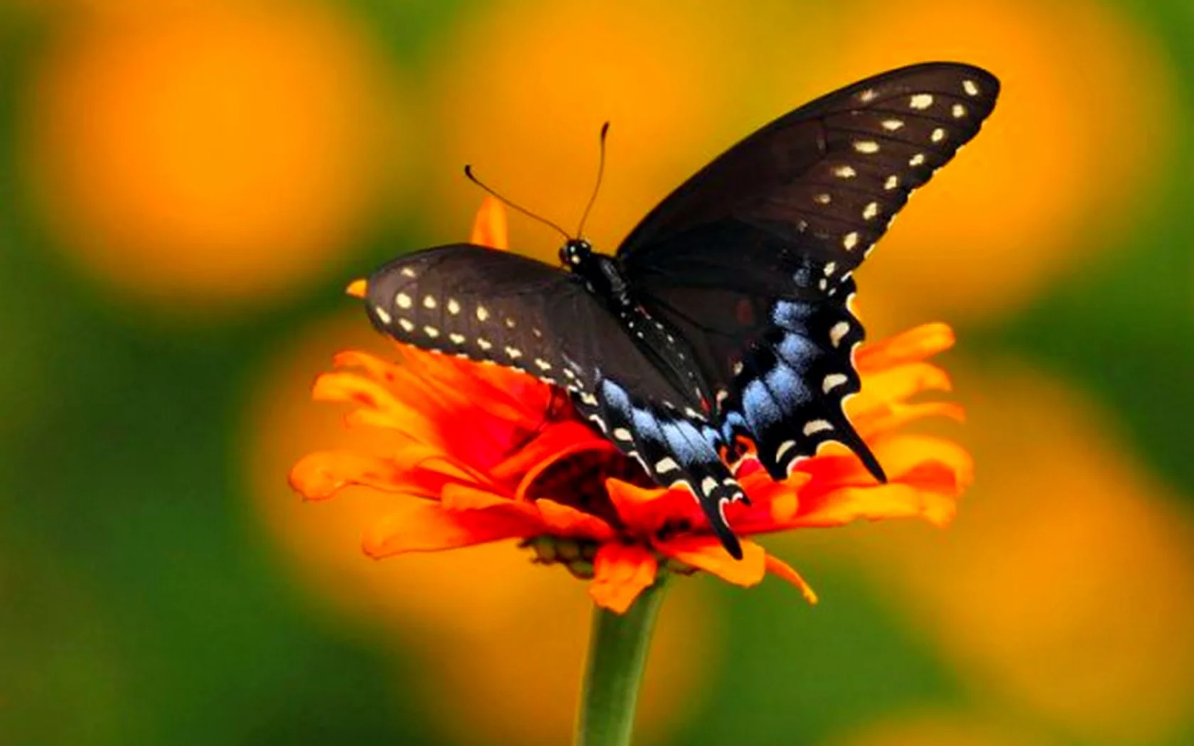 бабочка, природа, Spicebush Swallowtail (Махаон)
