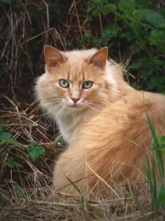 трава, рыжий, пушистый, кошка, кот, взгляд