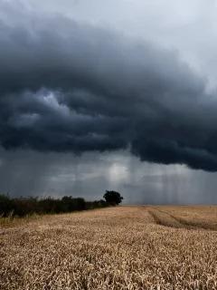 пейзаж, поле, дождь, колосья