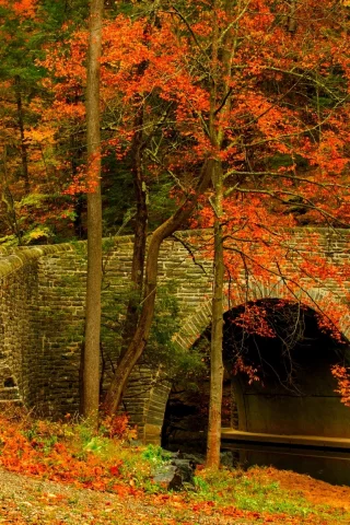 fall, path, autumn, leaves, trees, road, colors, park, forest, bridge, colorful, walk, nature