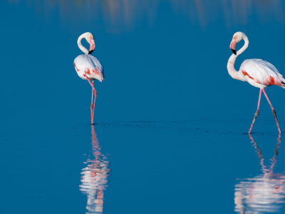 голубая, отражение, птицы, вода, две, фламинго