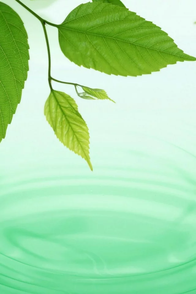 фон, круги, листья, green, water, spring, вода, обои, макро, waves