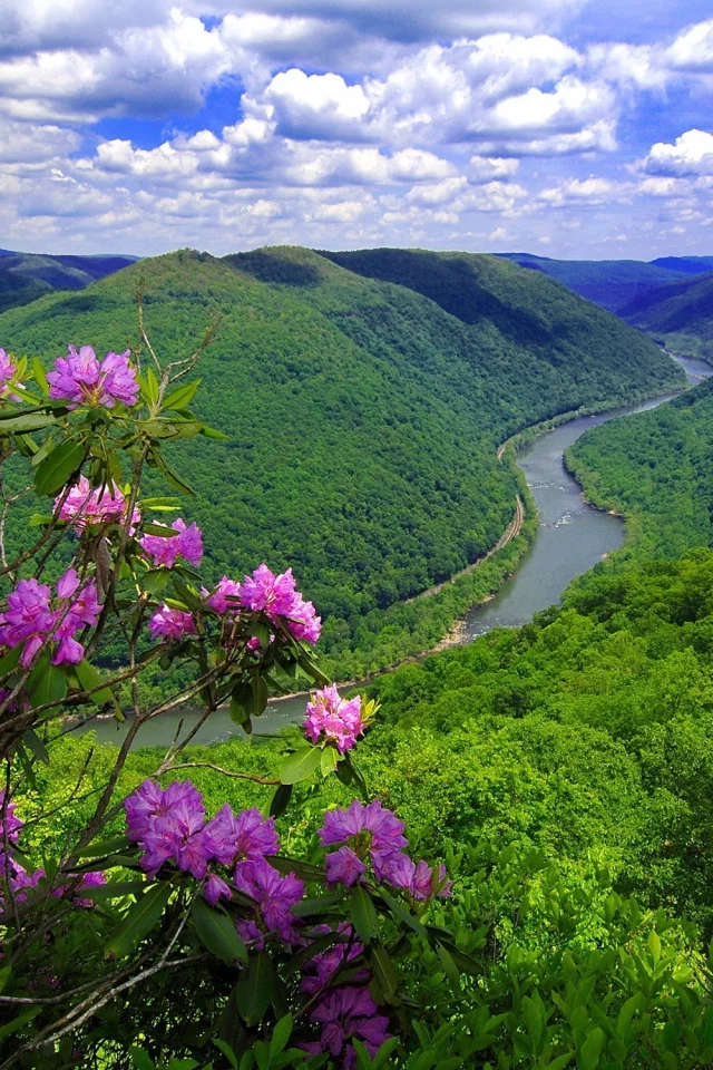река, цветы, горы, природа