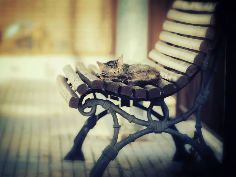 спит, лавка, котэша, свет, кот, котёнок, тепло