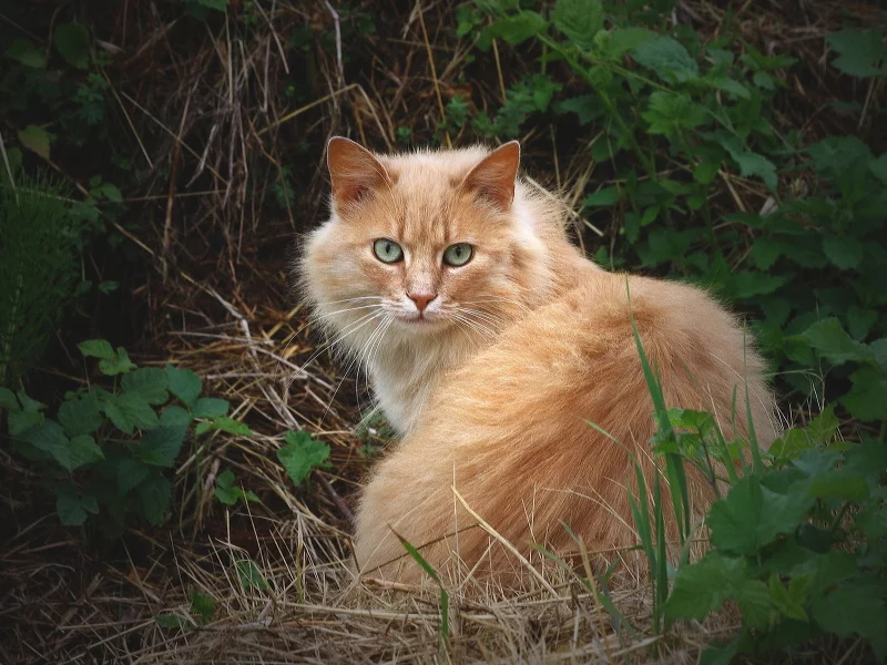 трава, рыжий, пушистый, кошка, кот, взгляд