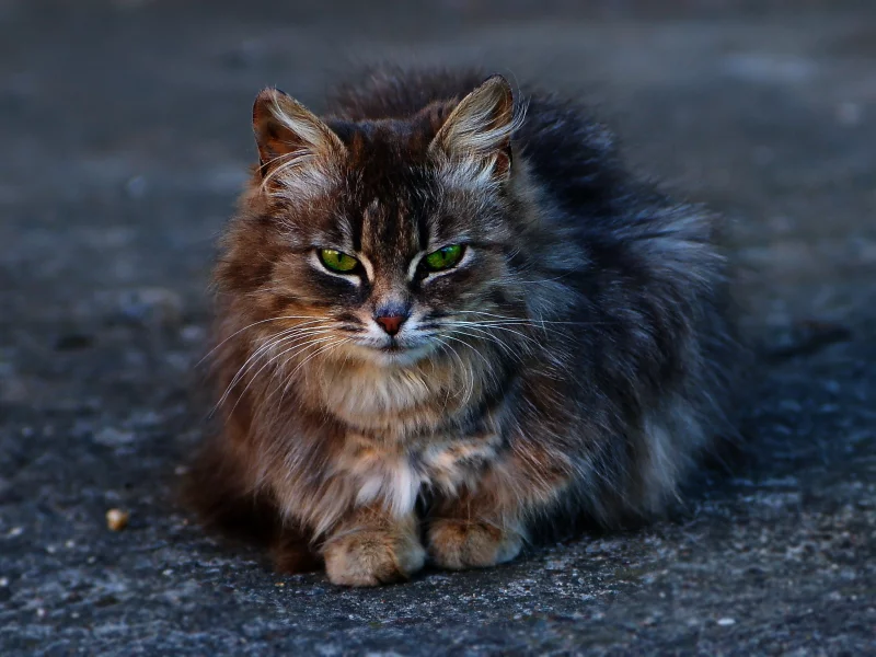 серый кот, кошка, глаза, цвет, зелёные