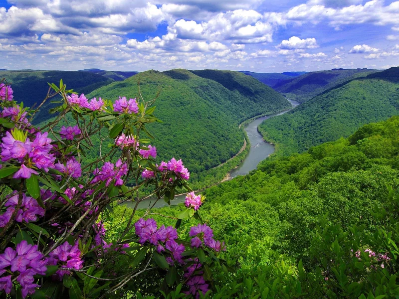 река, цветы, горы, природа