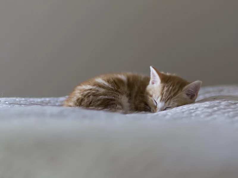 сон, котенок, нежность, ласка, беззащитность, любовь, пушистик