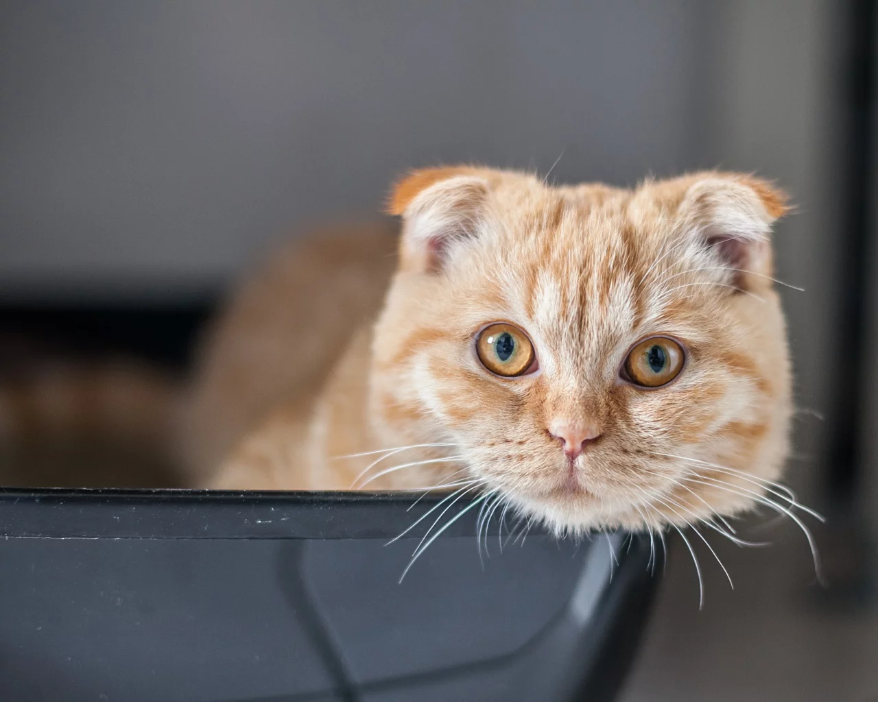 кошка, скотиш фолд, шотландская вислоухая