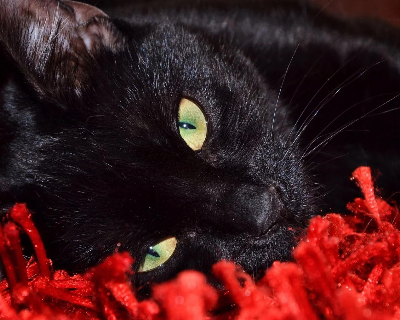 кошка, красный, черный фон