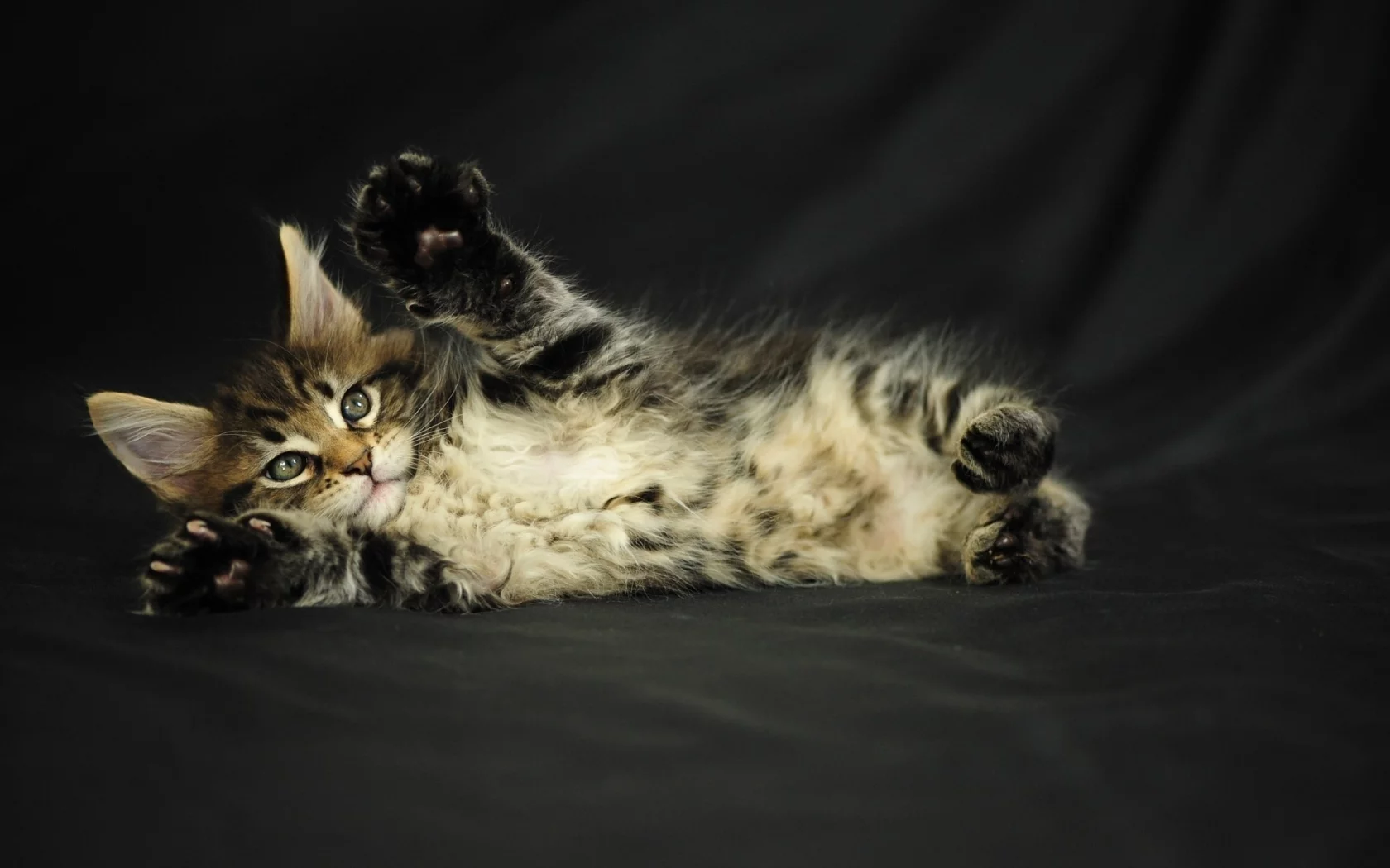 кошка, кот, животные