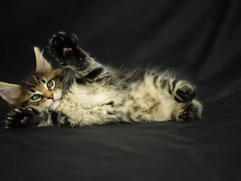 кошка, кот, животные