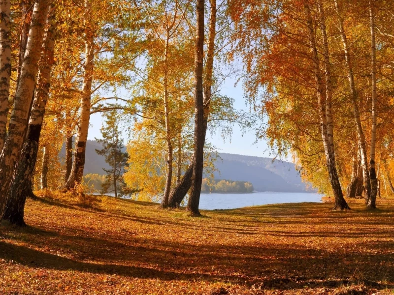 осень, листья