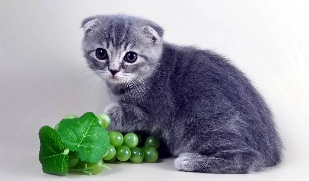котенок, шотландский, вислоухий