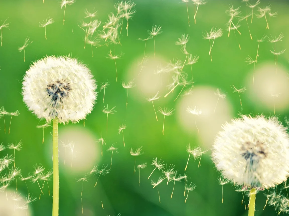 одуванчики, боке, макро, одуванчик, dandelion, природа