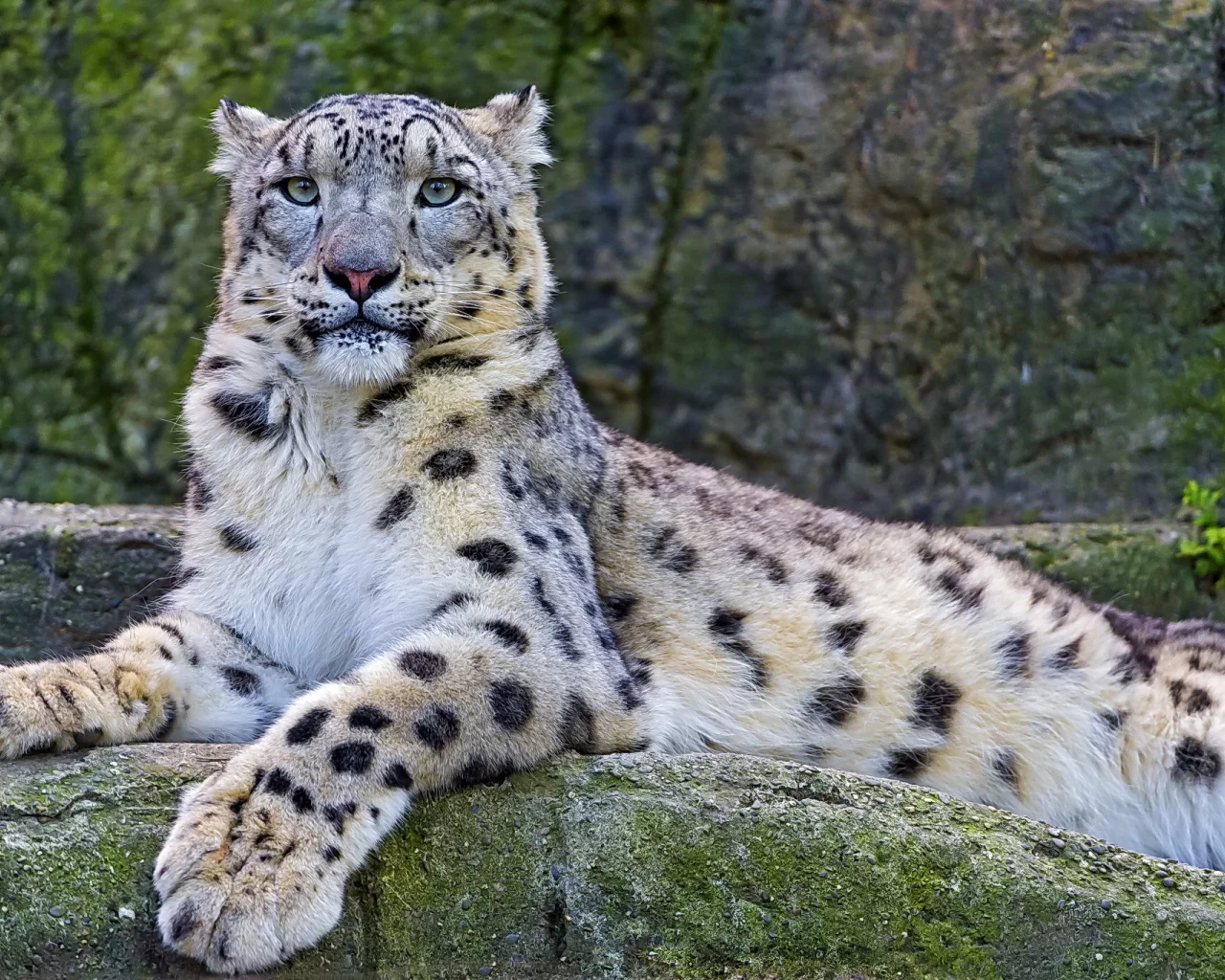 snow leopard, снежный барс, взгляд, ирбис