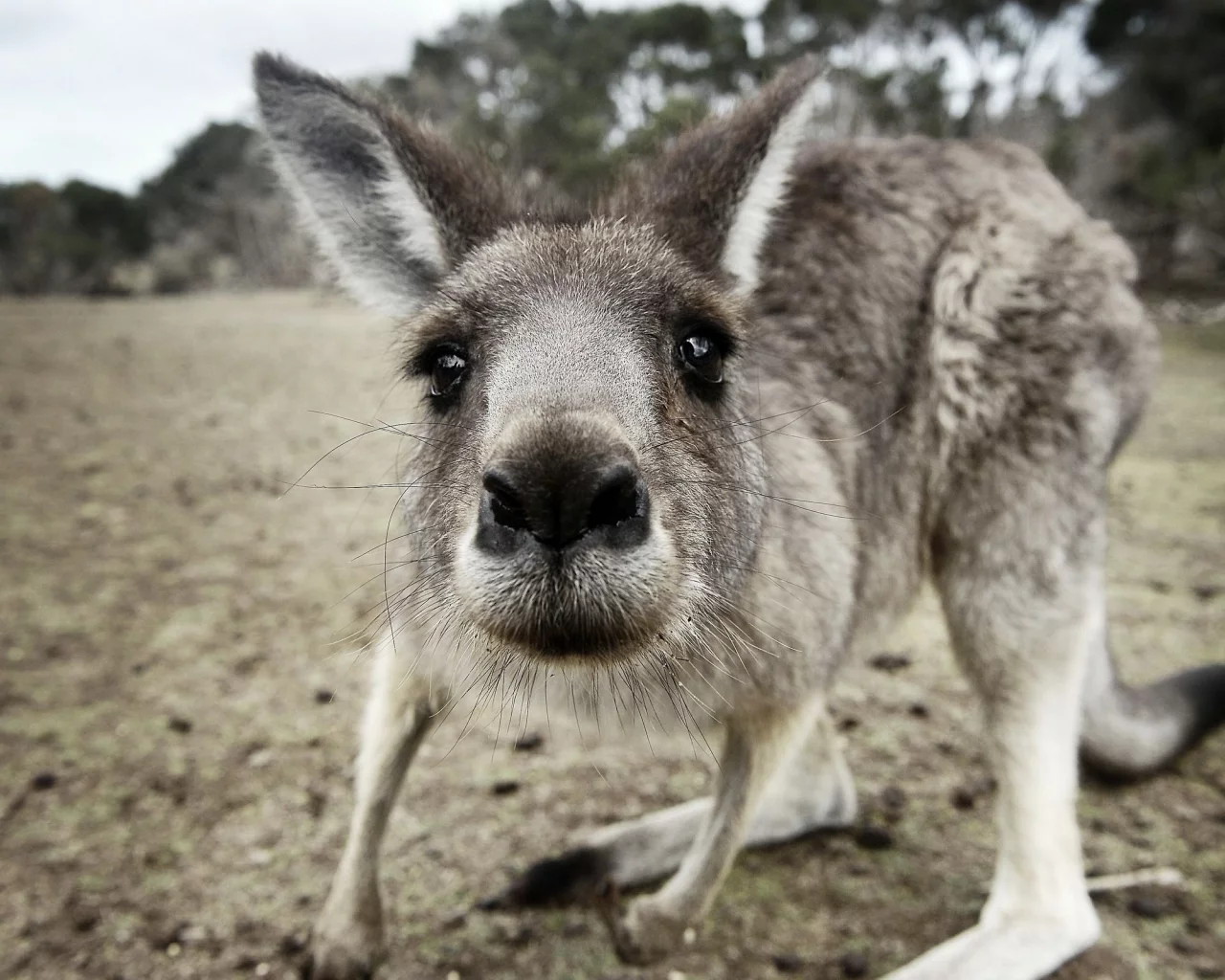 животные, кенгуру, любопытный, австралия, kangaroo, australia