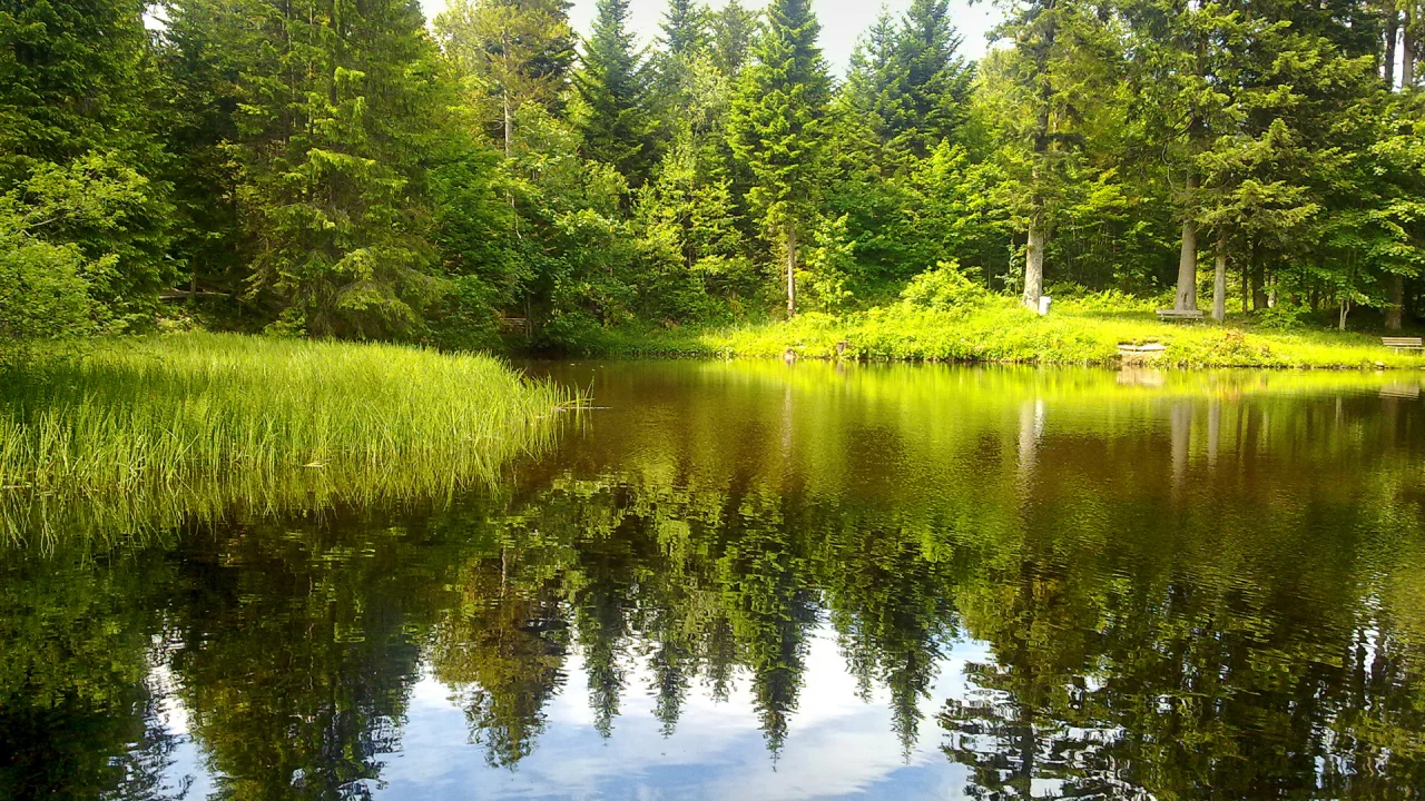 Реки, Леса, Природа