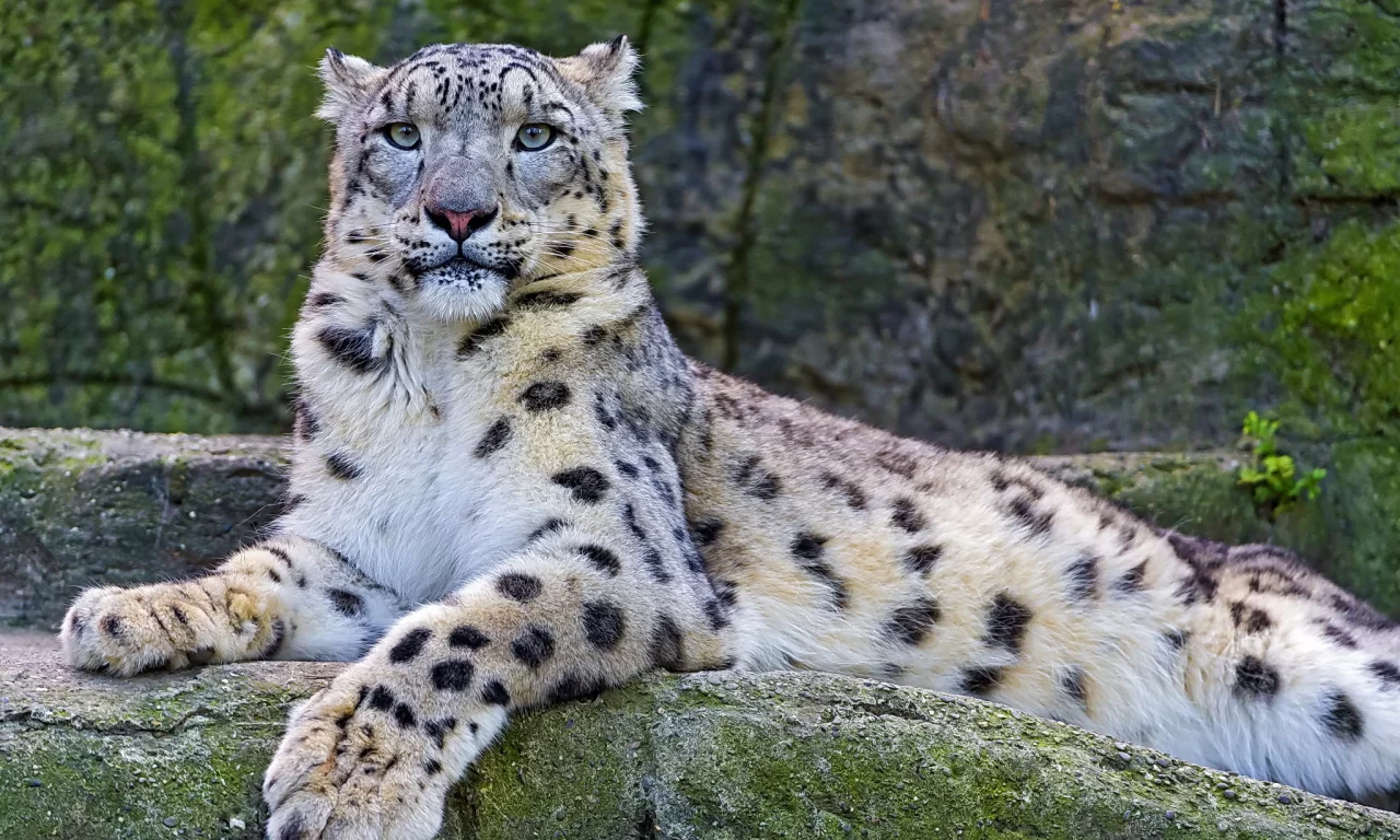 snow leopard, снежный барс, взгляд, ирбис