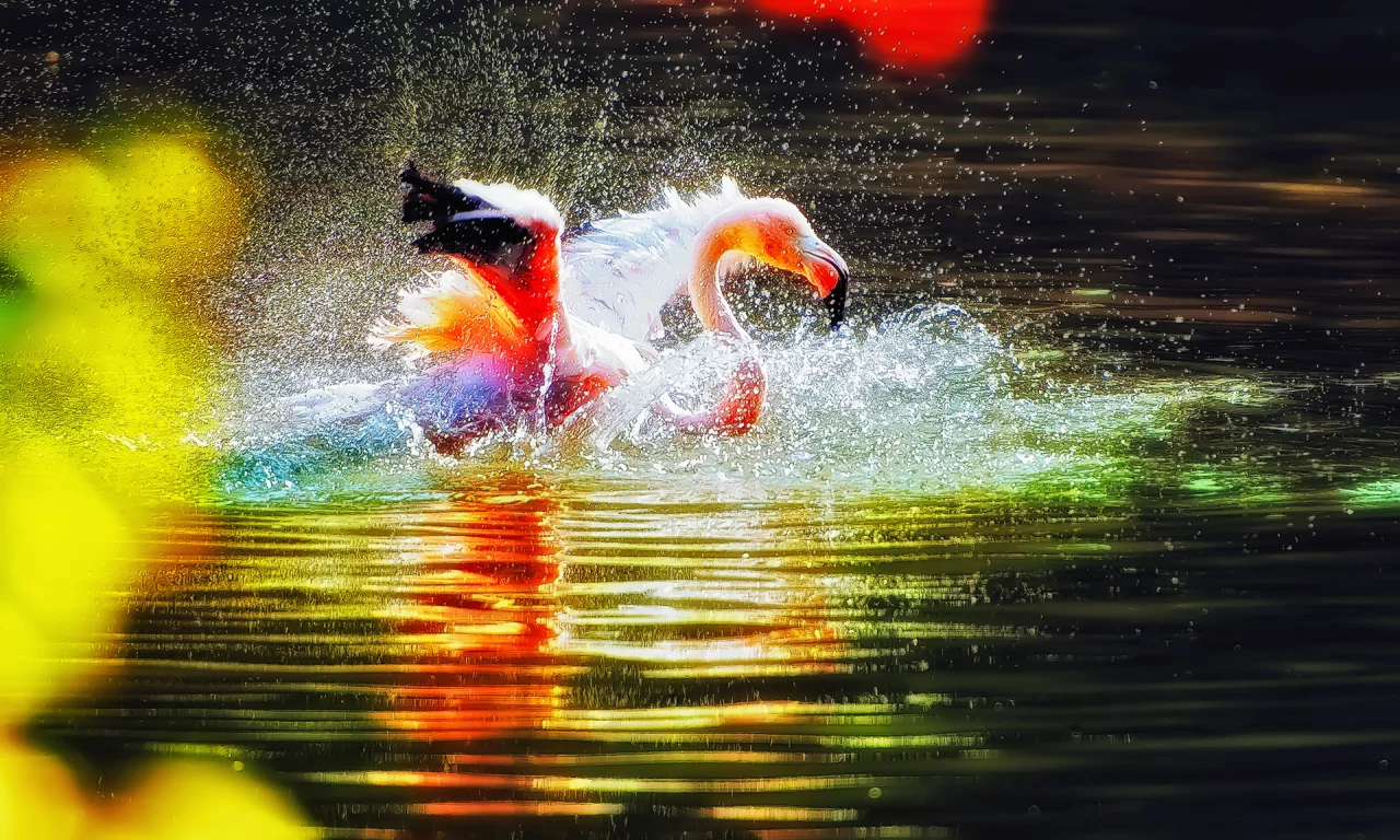 вода, птица, розовый, фламинго, рябь, брызги