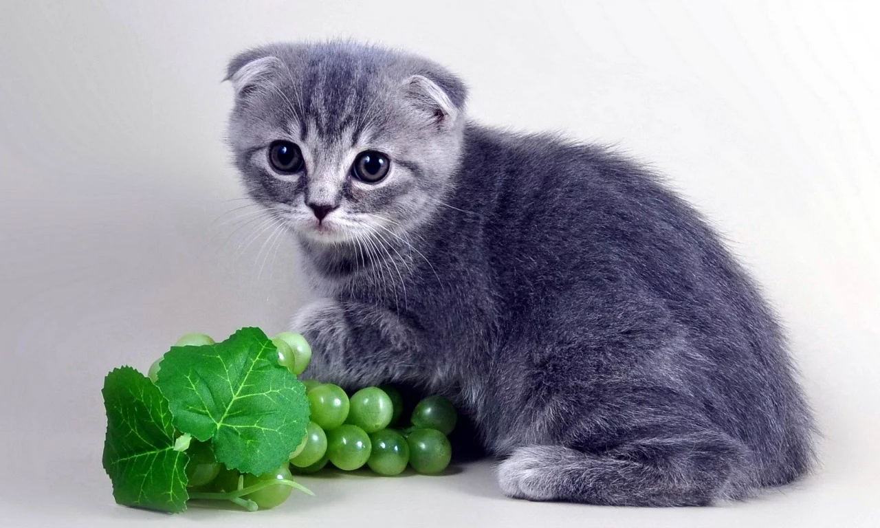 котенок, шотландский, вислоухий