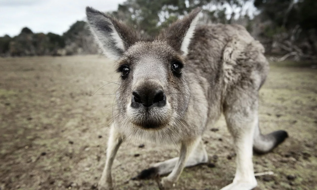 животные, кенгуру, любопытный, австралия, kangaroo, australia