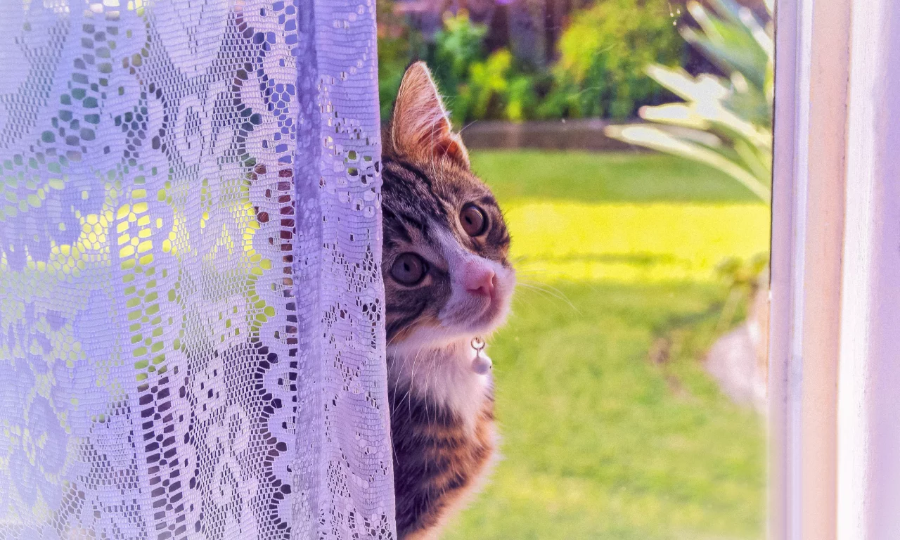 кошка, окно, котенок, взгляд