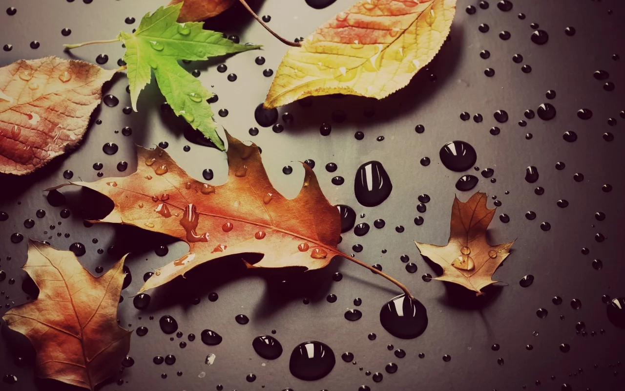 капли, листочки, вода, листья, листики, макро, роса
