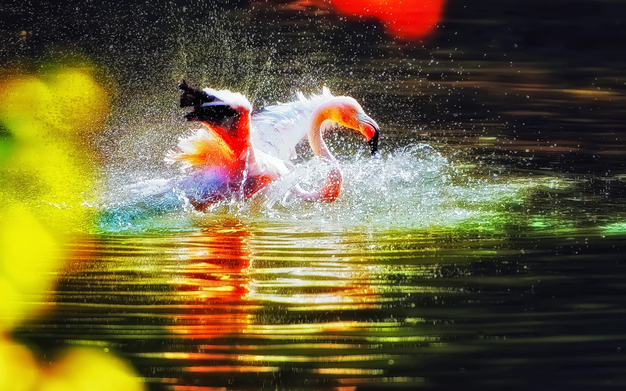 вода, птица, розовый, фламинго, рябь, брызги